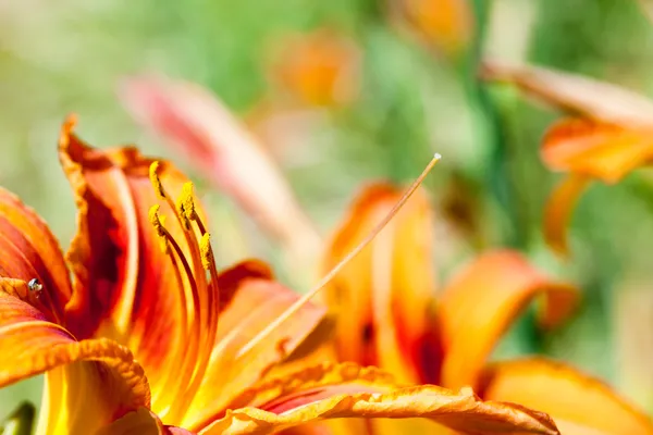 Macro of orange and yellow lily of the Incas (Alstroemeria) in a bouquet of flowers. — Stock Photo, Image