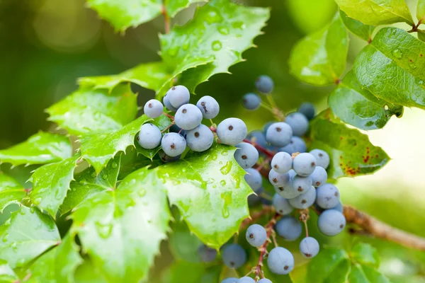 Real holly berries and leaves on red background. Macro with extremely shallow dof. — Stock Photo, Image