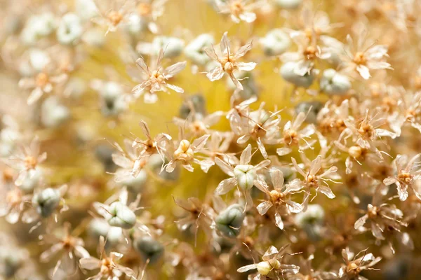 Fechar as sementes — Fotografia de Stock