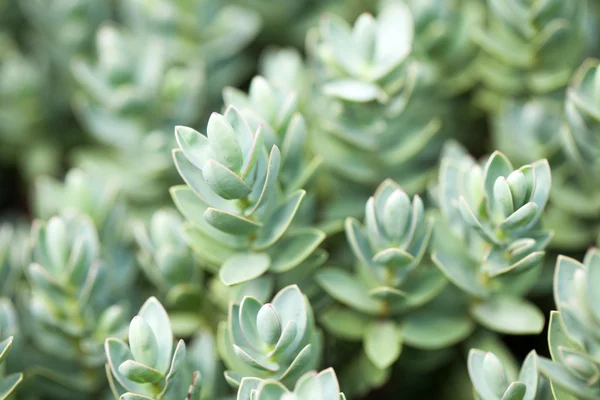 Etli yeşil bitki agav closeup çekim — Stok fotoğraf