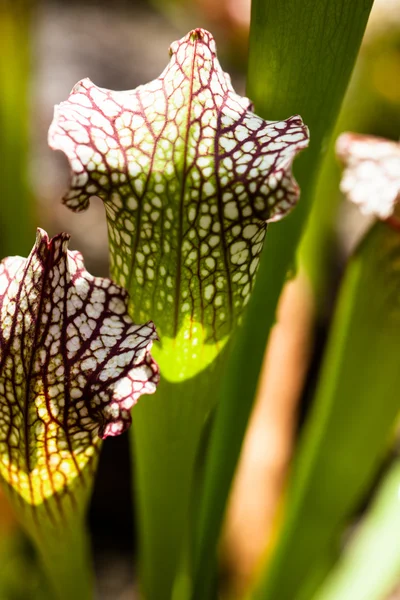 Nepenthe tropiska köttätande växt — Stockfoto