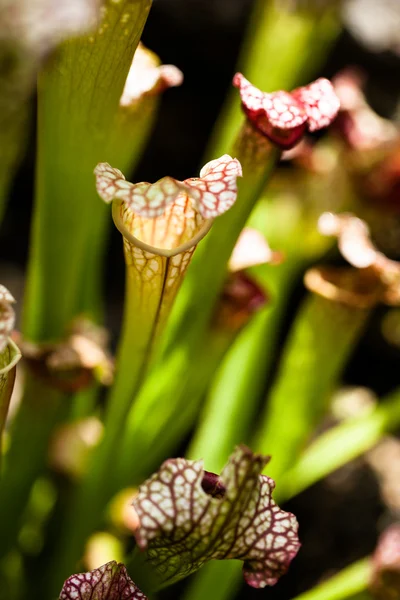 Nepenthe tropical carnivore plant — Stock Photo, Image