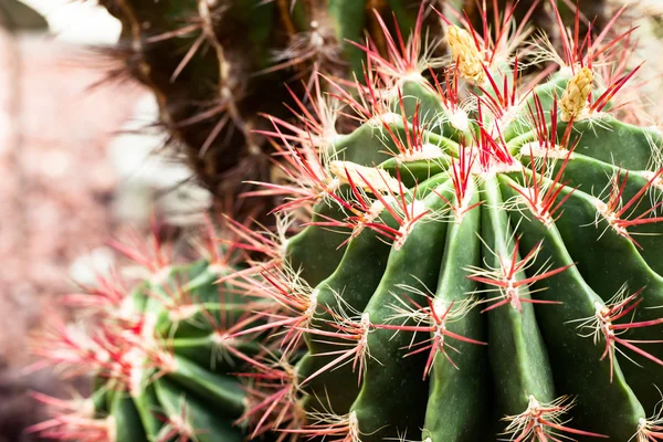 Bliska kaktus z czerwone ciernie — Zdjęcie stockowe