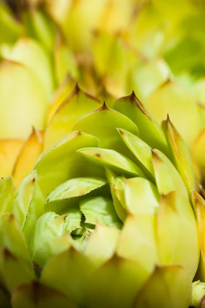 Närbild skott av gröna saftiga växten agave — Stockfoto