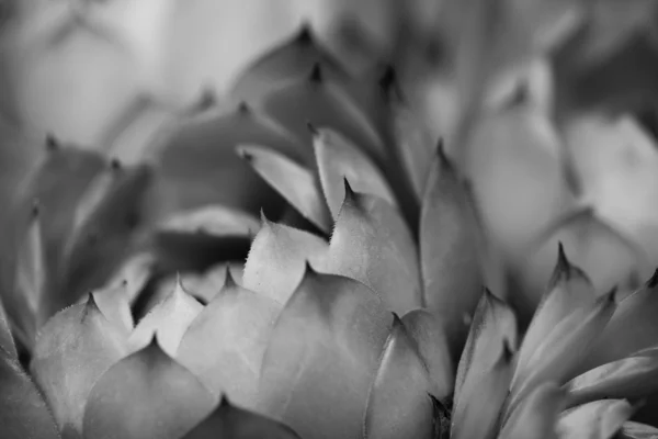 Close-up tiro de agave planta suculenta verde — Fotografia de Stock