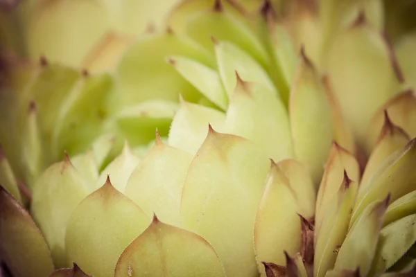 Close-up tiro de agave planta suculenta verde — Fotografia de Stock