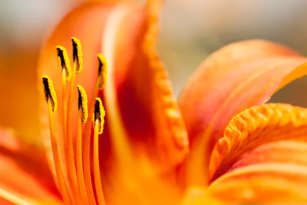 Macro de lírio laranja e amarelo dos Incas (Alstroemeria) em um buquê de flores . — Fotografia de Stock