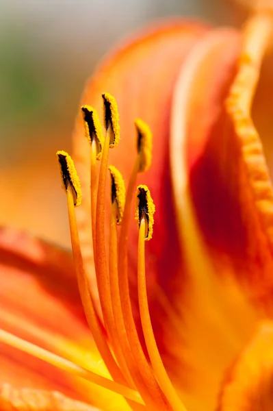 Macro of orange and yellow lily of the Incas (Alstroemeria) in a bouquet of flowers. — Stock Photo, Image
