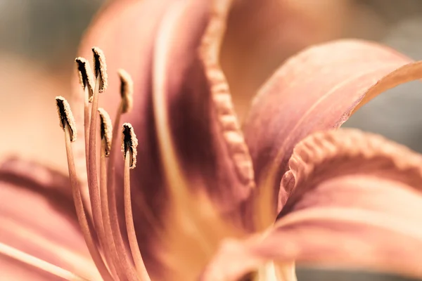 Makro oranžová a žlutá lilie Inků (kosatců) v kytici květin. — Stock fotografie