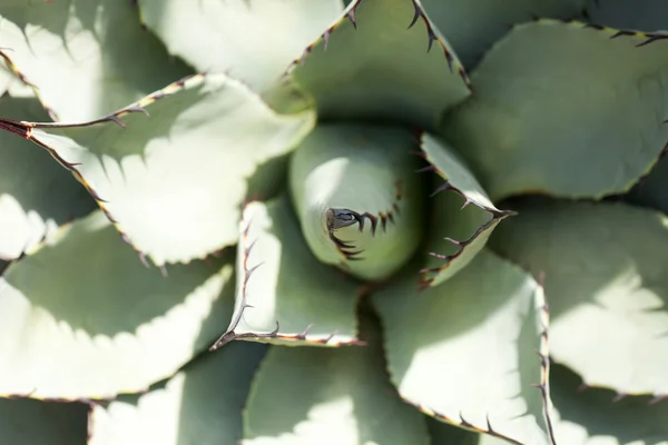 Närbild skott av gröna saftiga växten agave — Stockfoto