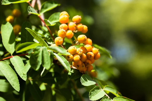 Europeu Rowan Sorbus aucuparia com bagas de laranja no outono — Fotografia de Stock