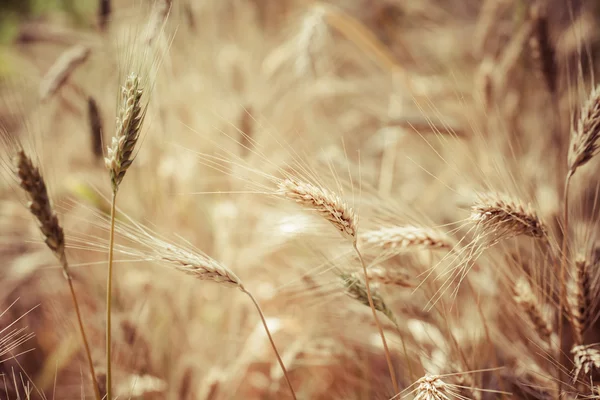 Крупним планом стиглої пшениці — стокове фото