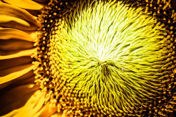 Belo amarelo girassol closeup — Fotografia de Stock