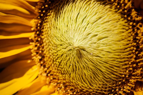 Krásná žlutá slunečnice closeup — Stock fotografie