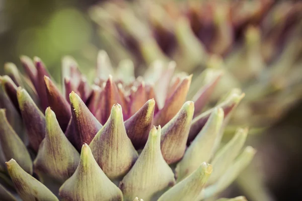 Macr view of green plant — Stock Photo, Image