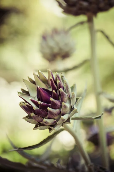 MACR weergave van groene plant — Stockfoto