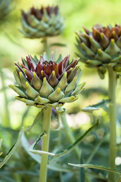 MACR weergave van groene plant — Stockfoto