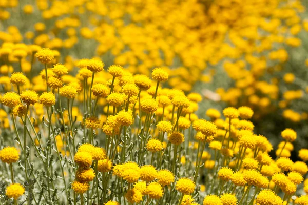 Полевые цветы, лютик. желтый цветок, весенний фон — стоковое фото