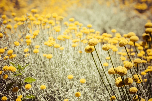 Flores de campo, buttercup. flor amarela, fundo da mola — Fotografia de Stock