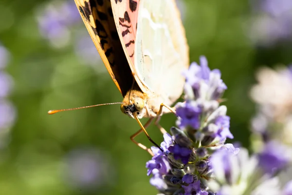 Krásný motýl na levandule rostlin — Stock fotografie