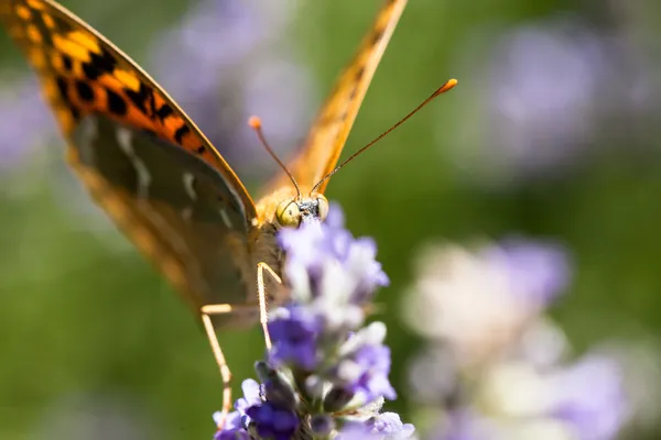 Schöner Schmetterling sitzt auf Lavendelpflanzen — Stockfoto