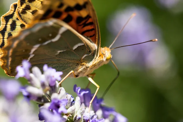 Schöner Schmetterling sitzt auf Lavendelpflanzen — Stockfoto