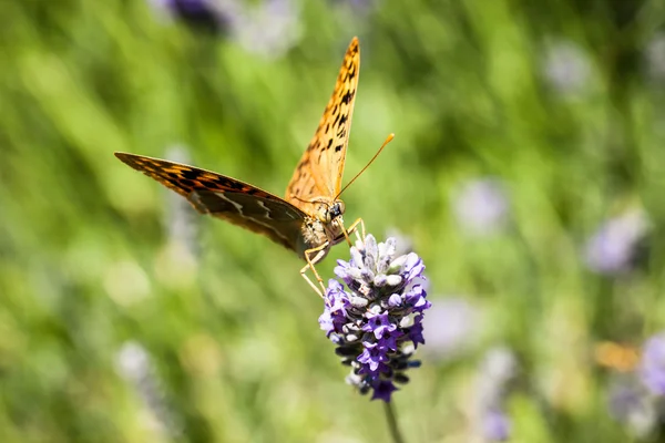 Schöner Schmetterling sitzt auf Lavendelpflanzen — Stockfoto