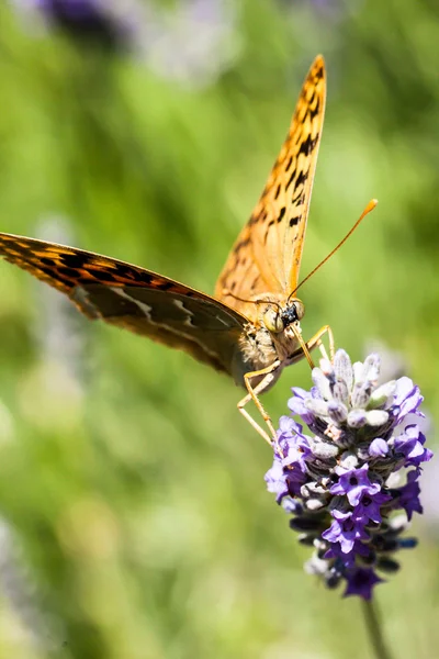 Schöner Schmetterling sitzt auf Lavendelpflanzen — Stockfoto