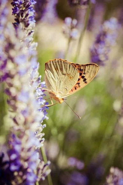Krásný motýl na levandule rostlin — Stock fotografie