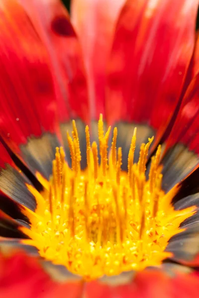Makro fotoğraf kırmızı çiçek — Stok fotoğraf