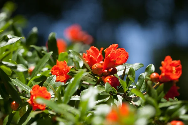 Pomegranate tree with green leafy background — Stock Image Pomegranate tree with green leafy background Stock Picture