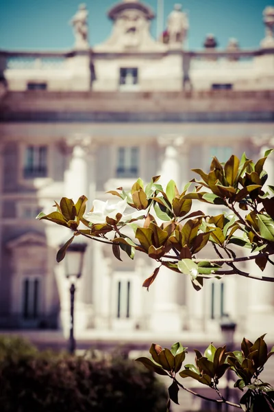 Details of Royal Palace of Madrid over magnolia tree — Stock Photo, Image