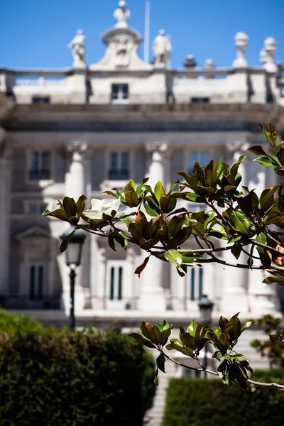 Detalles de Palacio Real de Madrid sobre árbol de magnolia —  Fotos de Stock