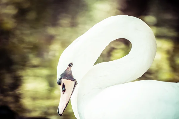 Vintage white swan over blurred background. — Stock Photo, Image