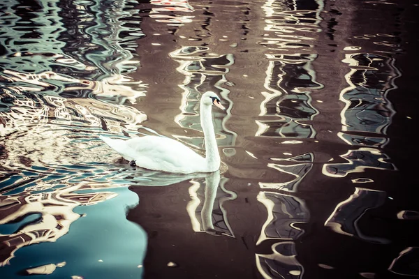 Cisne blanco vintage sobre fondo borroso . — Foto de Stock