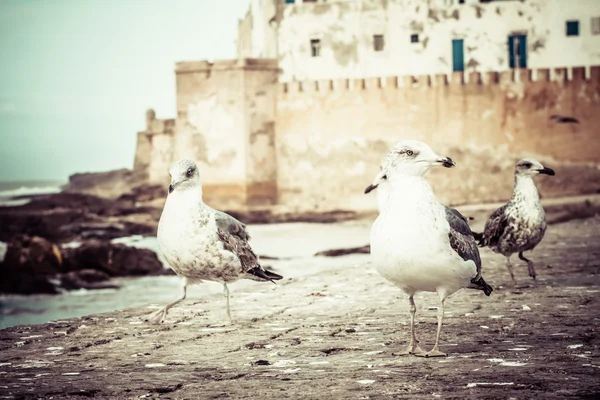 Marocco Essaouira Patrimonio Mondiale UNESCO — Foto Stock