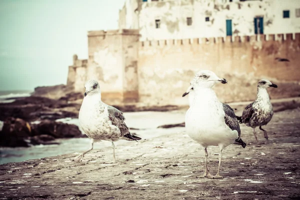 Marokko essaouira unesco werelderfgoed — Stockfoto