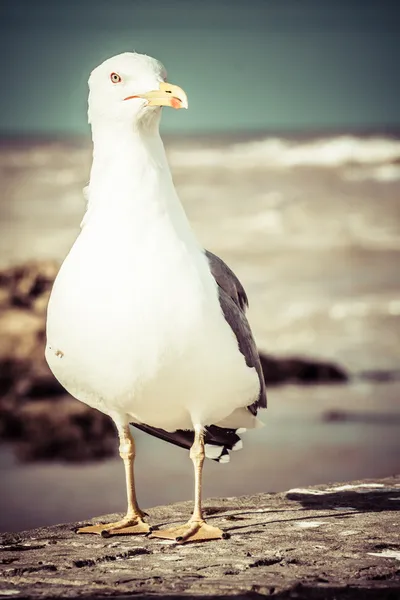 Gaviota de aves marinas. naturaleza primer plano —  Fotos de Stock