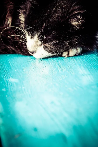 Кот спать за голубой таблицы. — стоковое фото
