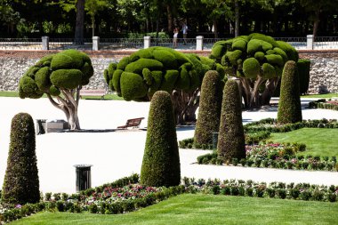 seçkin selvi ağaçları retiro Park Madrid, İspanya