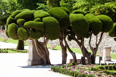 seçkin selvi ağaçları retiro Park Madrid, İspanya