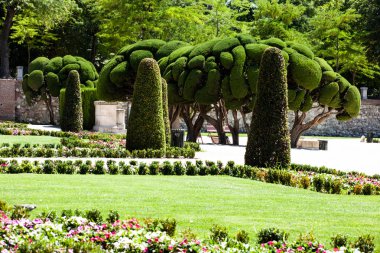 seçkin selvi ağaçları retiro Park Madrid, İspanya