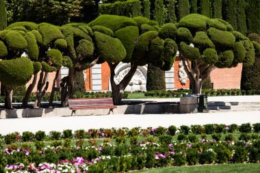 seçkin selvi ağaçları retiro Park Madrid, İspanya