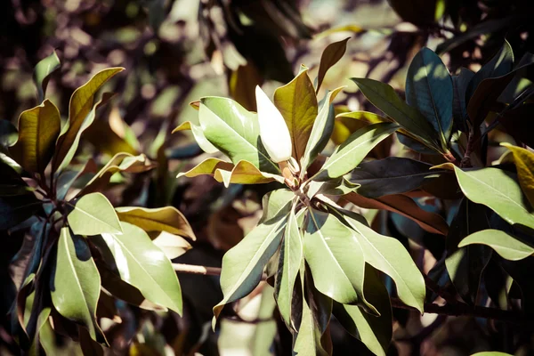 Magnolia árvore sobre fundo azul — Fotografia de Stock