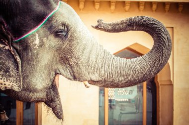 - Fil. Hindistan, Jaipur, Rajasthan Eyaleti.