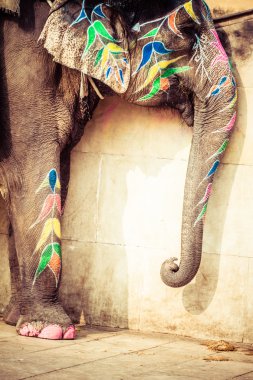 - Fil. Hindistan, Jaipur, Rajasthan Eyaleti.