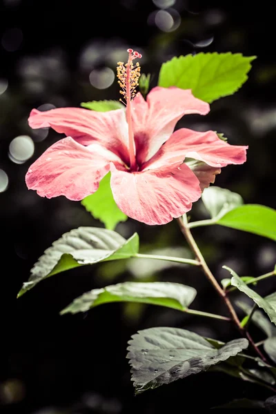 Kwiat Hibiscus ponad tło zamazane pole — Zdjęcie stockowe