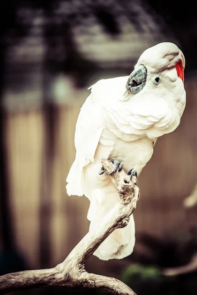 Tropical bird sitting aver blurred background — Stock Photo, Image