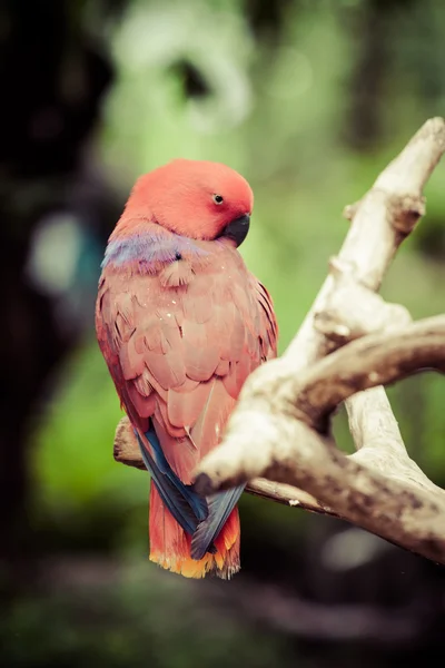 Tropical bird sitting aver blurred background — Stock Photo, Image