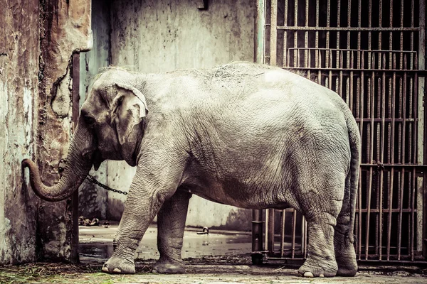Elefant i djurparken — Stockfoto